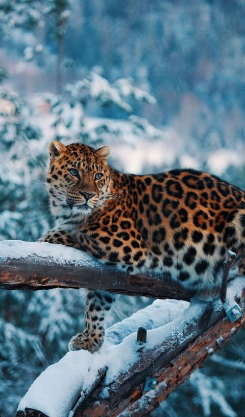 60X80CM leopard 5D Full Diamond no frame Round beads R6941