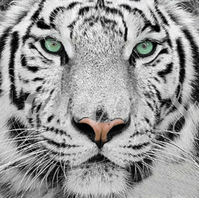 60x60CM White Tiger full Drilled Diamond Painting round (no frame)