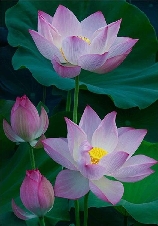 40x50CM  Lotus Full Diamond Painting NO Frame Round diamond M4186